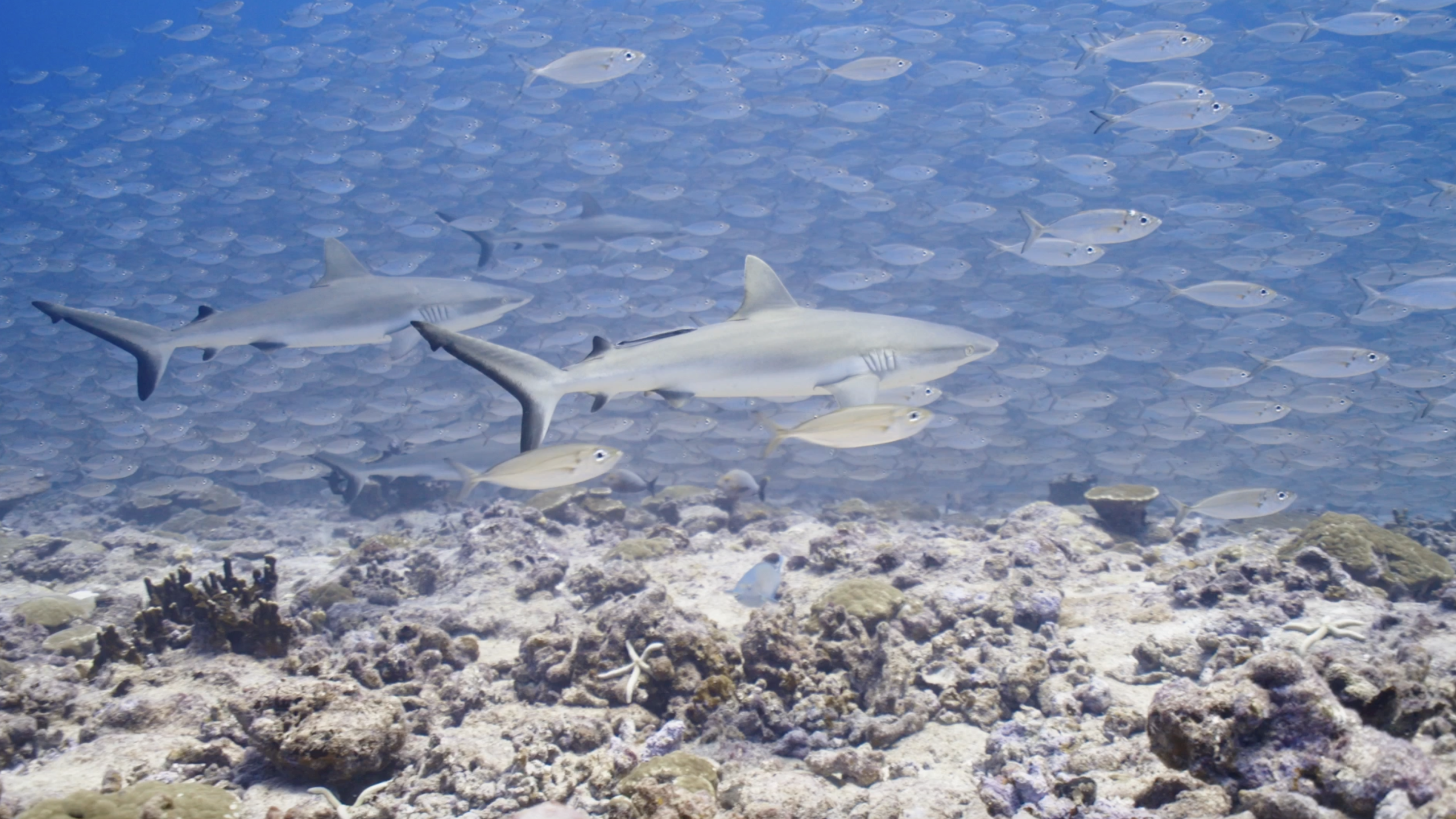 Daily Dive # 191 | Diving Amongst Fakarava’s Wall of Sharks